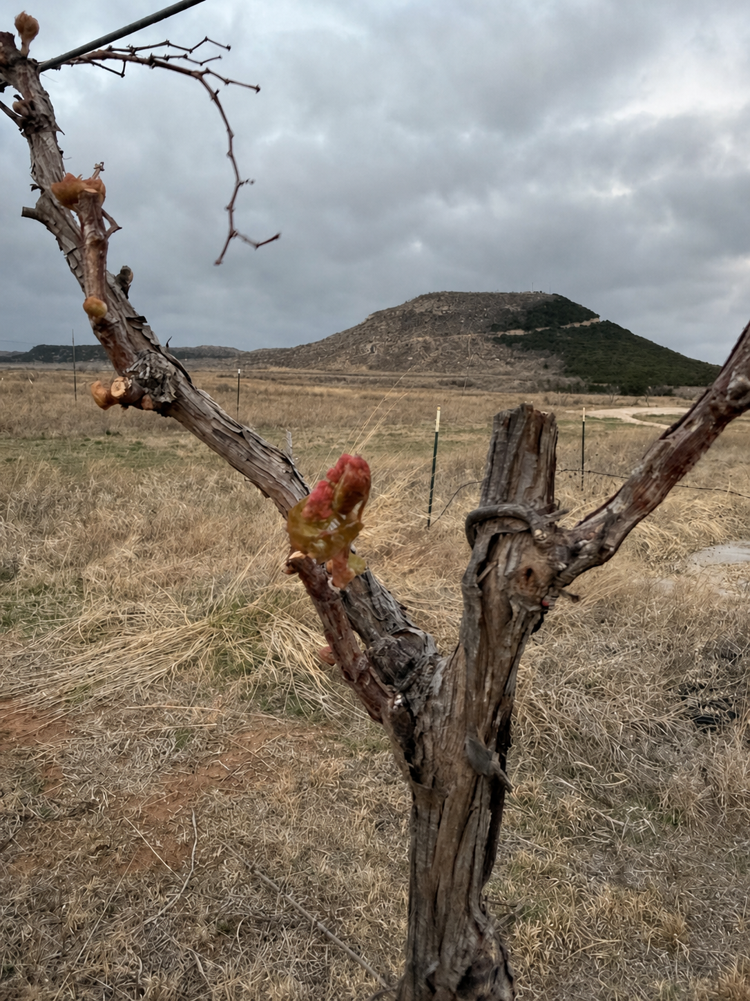 A grapevine growing on Tuskany Vineyard land with Texas hills in the background.